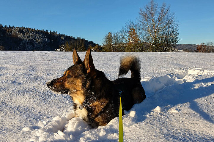 Hund im Schnee auf einem Feld