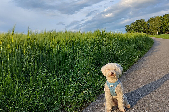 Kleiner weisser Hund auf einem Feldweg