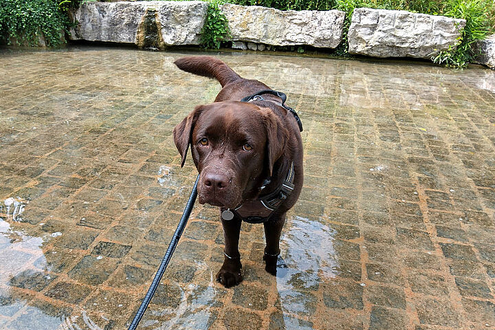 Brauner Labrador auf einem Pflasterplatz