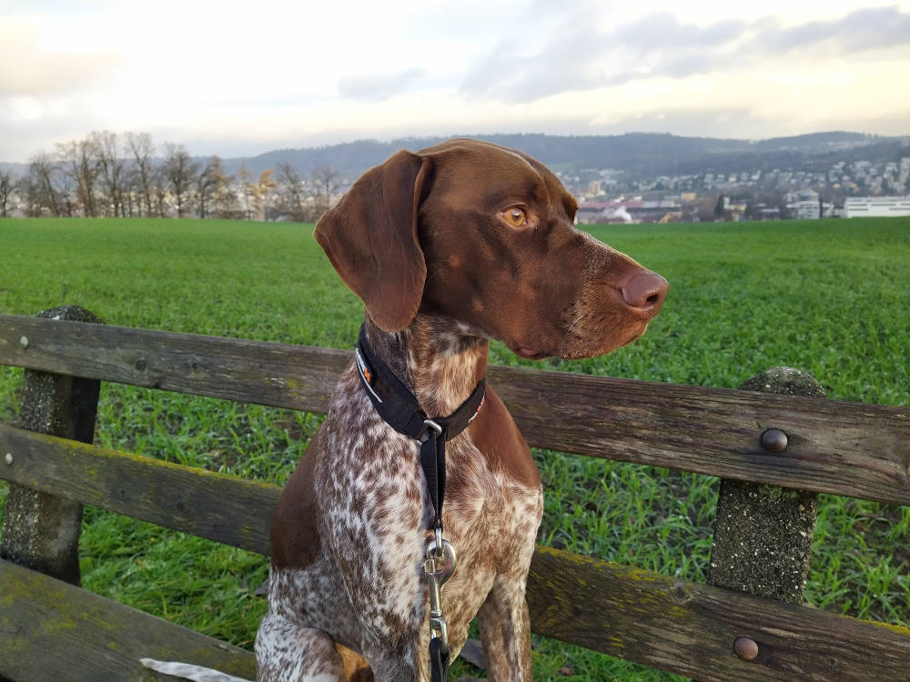 Miles liebt Hunde-Sitting!